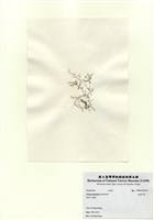 藏品(長枝沙菜)的圖片